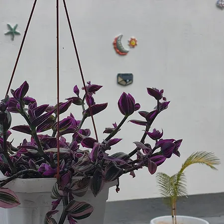 Tatil Evi Casa Soleluna Salento Galatone